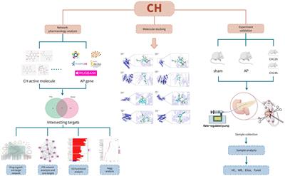 Material basis and molecular mechanisms of Chaihuang Qingyi Huoxue Granule in the treatment of acute pancreatitis based on network pharmacology and molecular docking-based strategy